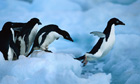Adelie penguins Paulet Island Antarctica