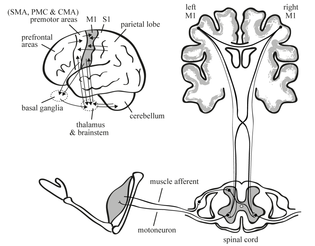 motor system